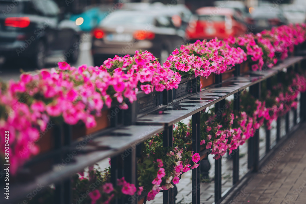 Fototapeta premium a kind of pink flowers after rain, is blooming on the city street. Colorful flower blossom long road. vibrant petunia flowers bloom. flowers stand against a blurred urban street background with cars