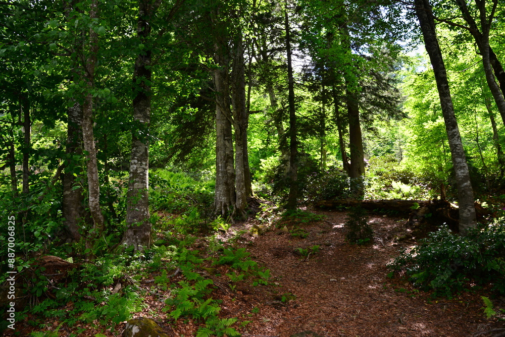 Fototapeta premium A view from the deserted forests in Borcka, Artvin, Turkey