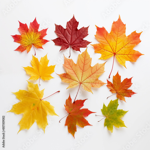 A collection of autumn leaves are arranged in a row on a white background