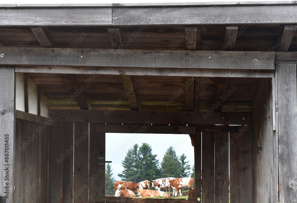 Obraz premium Ein Stall und dahinter Kühe auf der Weide bei Völs am Schlern in Südtirol 