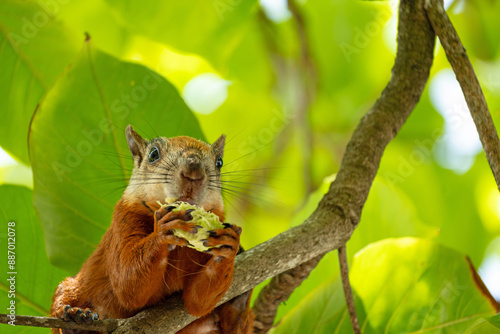 Canvas Print variegated Squirrel in a tree in samara in Costa Rica