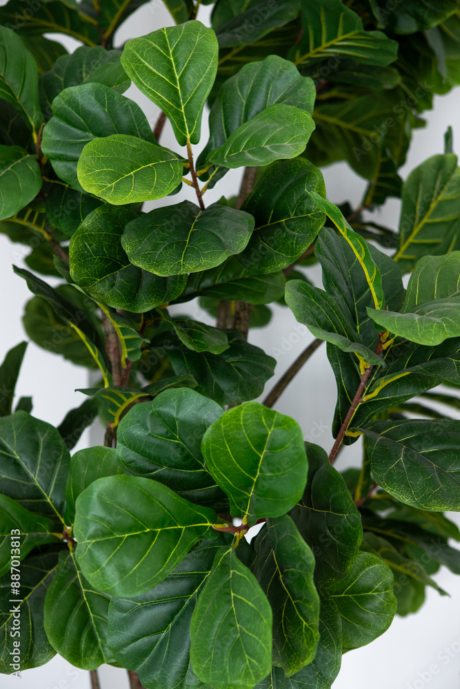 Obraz premium a close up of a plant with green leaves