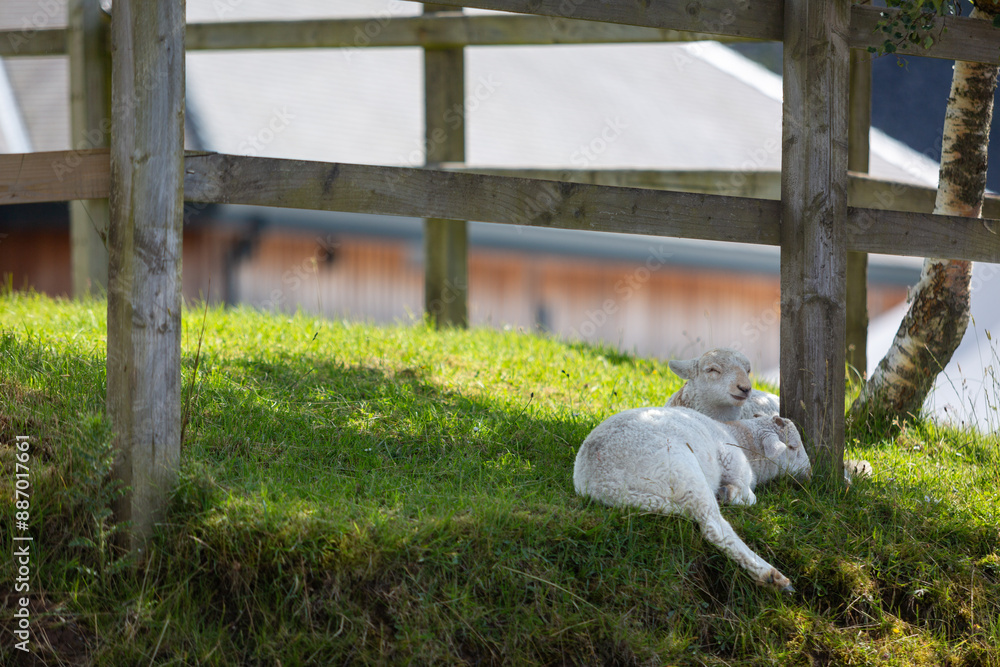 Obraz premium Two young lambs sleeping against a wooden fence post in a grass field in Snowdonia, Image shows two young lambs resting using each other to rest against on a hot summers day