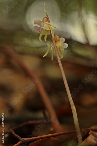 Blattloser Widerbart (Epipogium aphyllum) photo