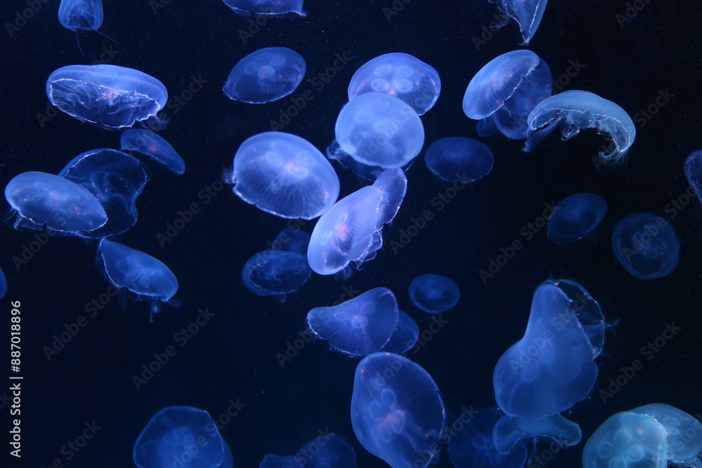 Small blue light jellyfish or medusa of bright colorful. Small blue light jellyfish or medusa of bright colorful.