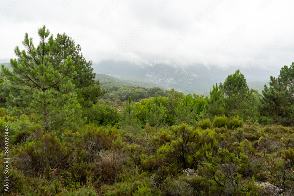 Hábitat Drosophyllum lusitanicum planta carnívora endémica ibérica, Andalucía, España