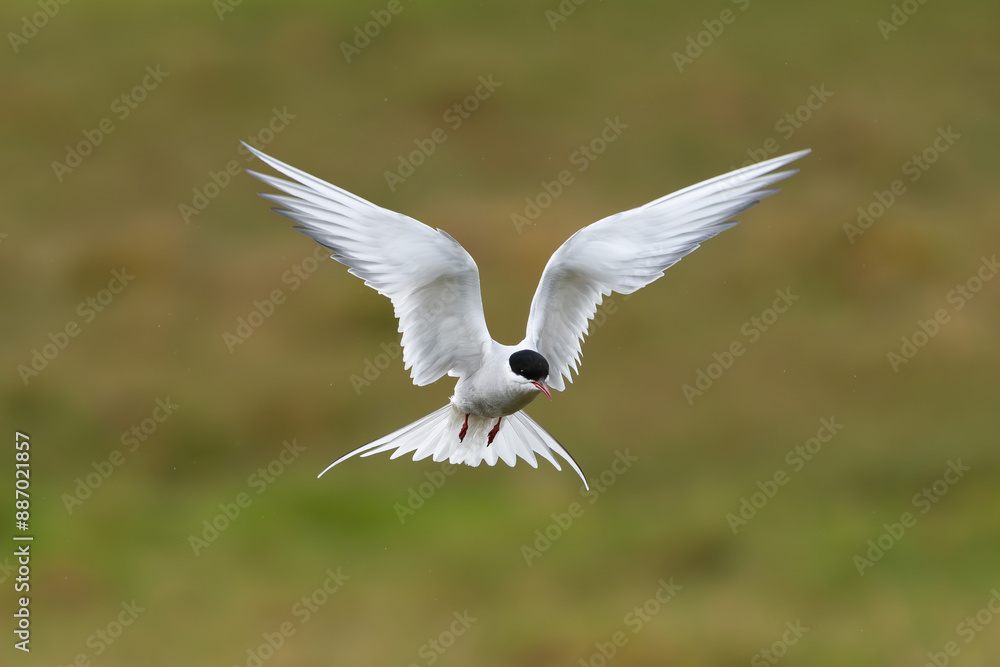 Arctic tern - Sterna paradisaea - with spread wings in flight at green background. Photo from Snaefellsnes Penisula in Iceland. The Arctic tern is famous for its migration. Arctic tern - Sterna paradisaea - with spread wings in flight at green background. Photo from Snaefellsnes Penisula in Iceland. The Arctic tern is famous for its migration.