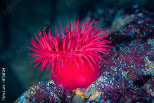 Beadlet anemone from Cyprus photo