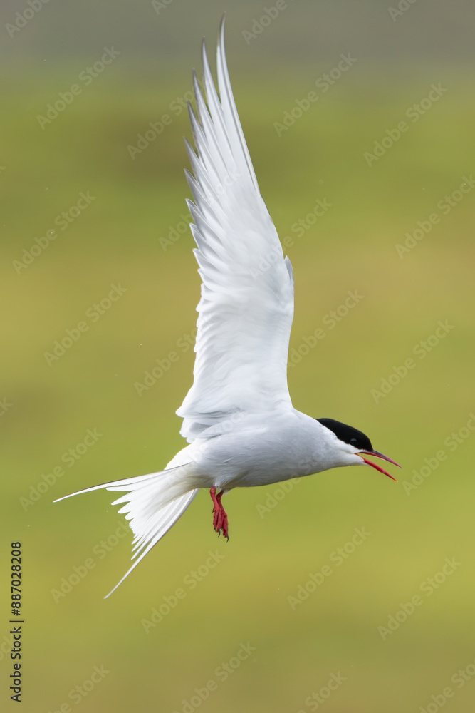 Arctic tern - Sterna paradisaea - with spread wings in flight at green background. Photo from Snaefellsnes Penisula in Iceland. The Arctic tern is famous for its migration. Vertical. Arctic tern - Sterna paradisaea - with spread wings in flight at green background. Photo from Snaefellsnes Penisula in Iceland. The Arctic tern is famous for its migration. Vertical.