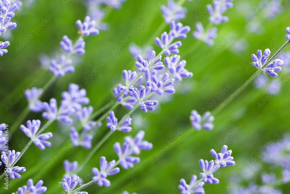 Lavender flowers outdoor natural macro photo taken on a summer day. Close-up Lavender flowers outdoor natural macro photo taken on a summer day. Close-up