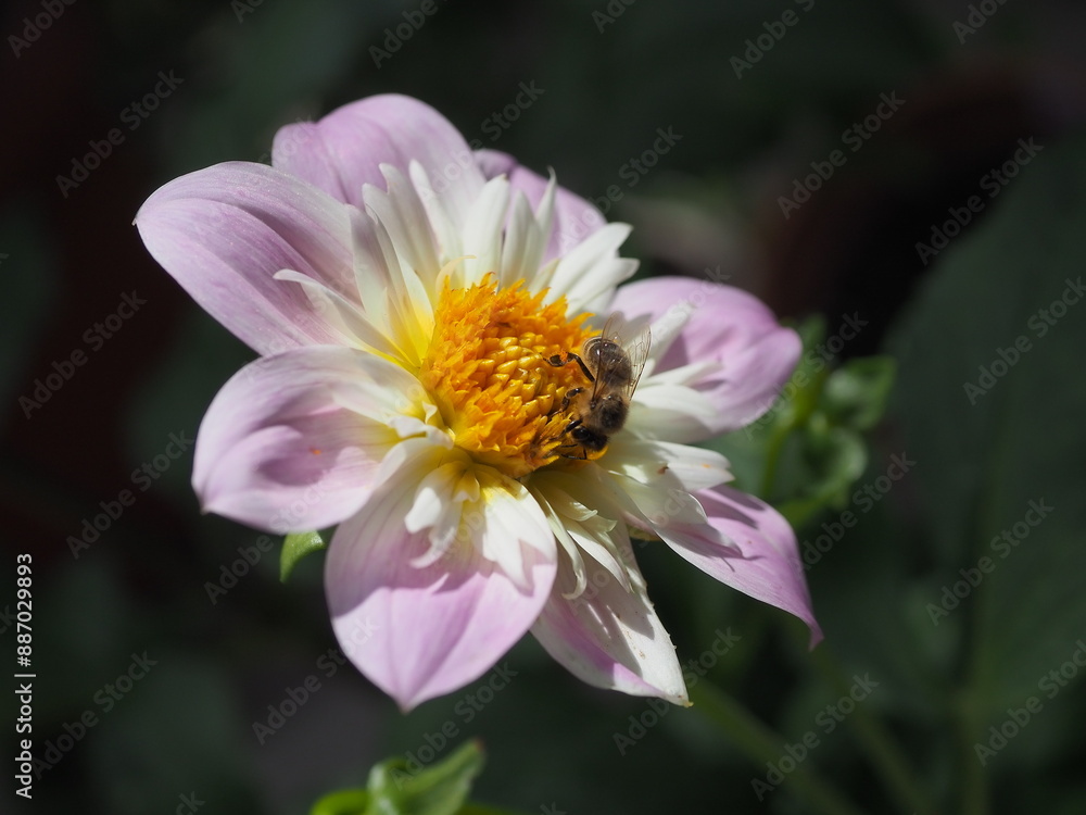 Obraz premium Dahlie mit Biene