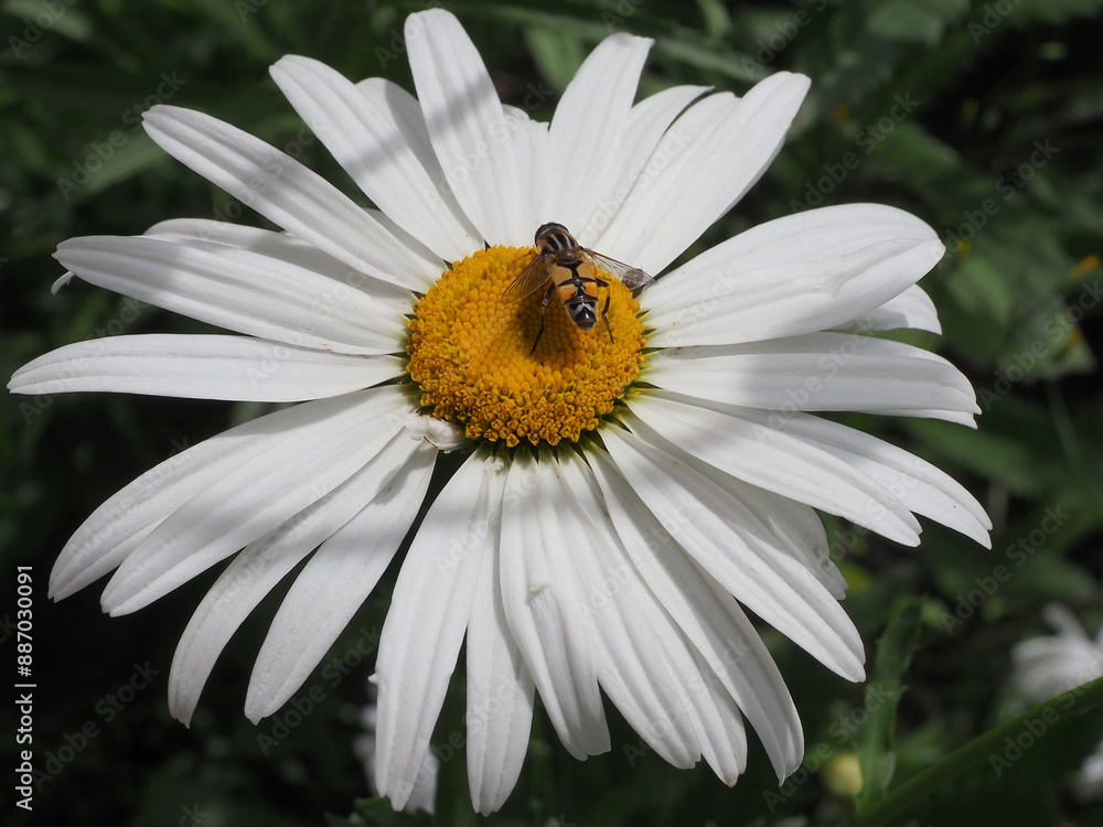Sommermargerite mit Schwebfliege Sommermargerite mit Schwebfliege