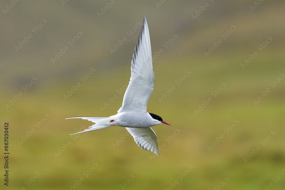 Arctic tern - Sterna paradisaea - with spread wings in flight at green background. Photo from Snaefellsnes Penisula in Iceland. The Arctic tern is famous for its migration. Arctic tern - Sterna paradisaea - with spread wings in flight at green background. Photo from Snaefellsnes Penisula in Iceland. The Arctic tern is famous for its migration.
