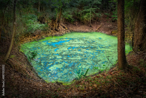 A Duckweek Covered Sinkhole Illuminated at Night in Florida photo