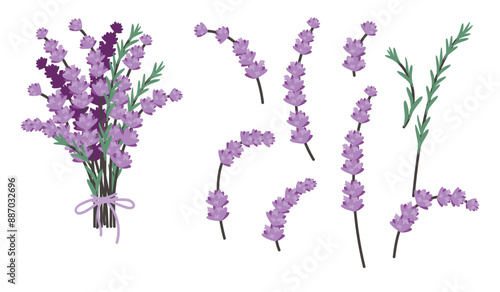 Set of lavender sprigs and  bouquet isolated on white.Botanical design in lilac and green colors.Floral elements and composition.Plants for use in postcard,invitation.Vector print on fabric and paper.