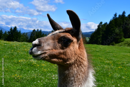 Portrait eine Alpaca dahinter Berge bei Seis am Schlern in Südtirol  photo