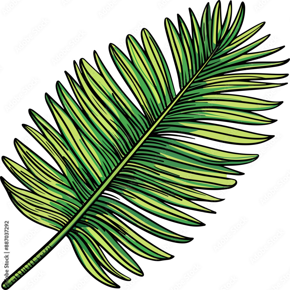 Obraz premium palm leaf vector illustration isolated on transparent background. 