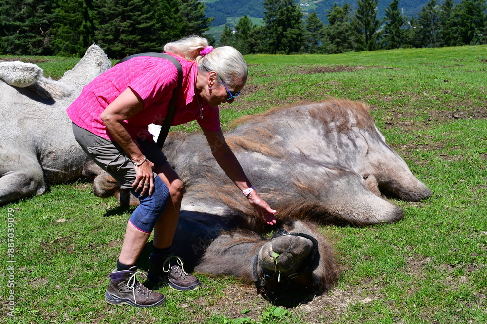Frau streichelt ein Kamel auf einer Alm in Südtirol