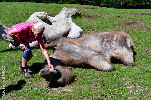 Obraz na płótnie Frau streichelt ein Kamel auf einer Alm in Südtirol w salonie