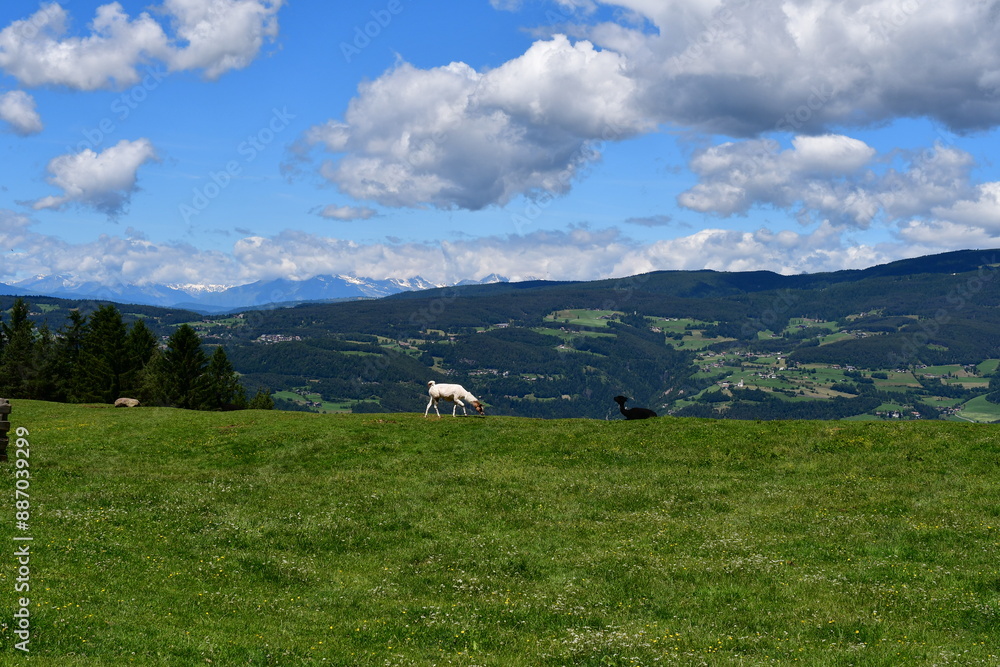 Schöne Landschaft mit Alpakas auf der Weide bei Völs am Schlern in Südtirol