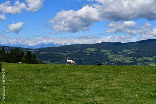 Obraz na płótnie Schöne Landschaft mit Alpakas auf der Weide bei Völs am Schlern in Südtirol w salonie