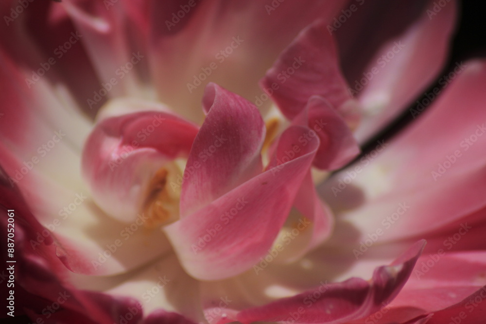 close up of pink flower close up of pink flower