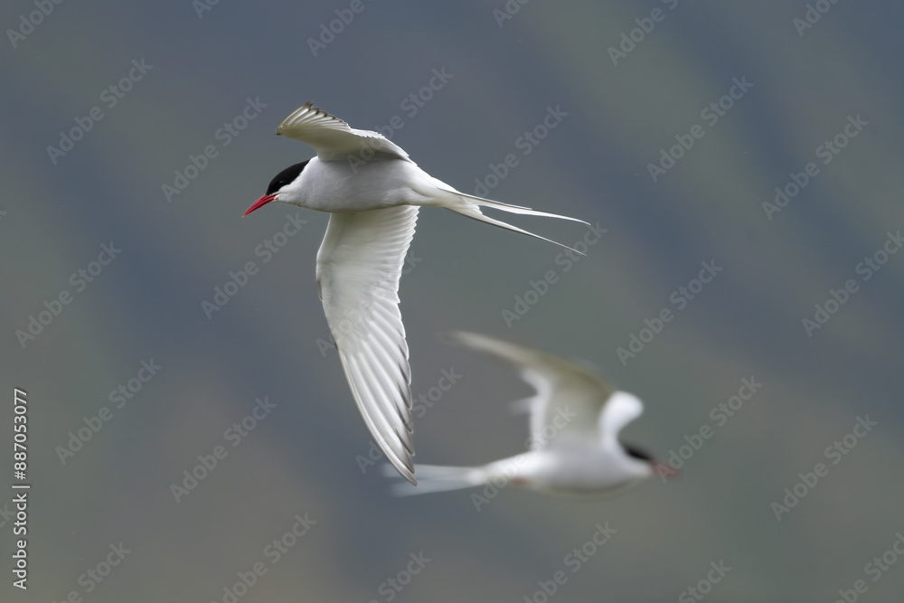 Two Arctic terns - Sterna paradisaea - with spread wings in flight at blue background. Photo from Snaefellsnes Penisula in Iceland. The Arctic tern is famous for its migration. Two Arctic terns - Sterna paradisaea - with spread wings in flight at blue background. Photo from Snaefellsnes Penisula in Iceland. The Arctic tern is famous for its migration.