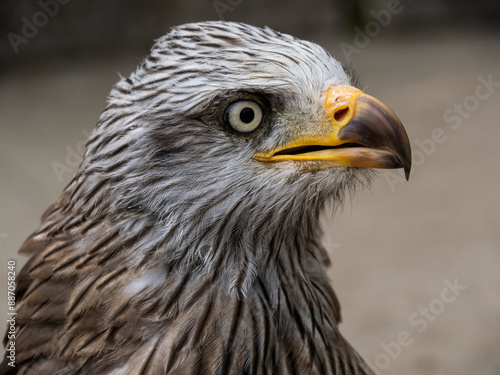 The world's oldest Harris hawk. 30 years old and belongs to the Cabarcenos Park (Cantabria, Spain)