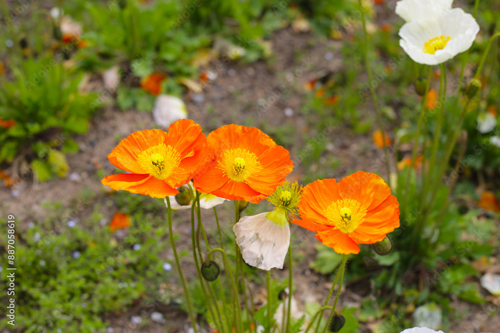 Beautiful poppy flower garden. The Expo 70 Commemorative Park, Osaka, Japan Beautiful poppy flower garden. The Expo 70 Commemorative Park, Osaka, Japan