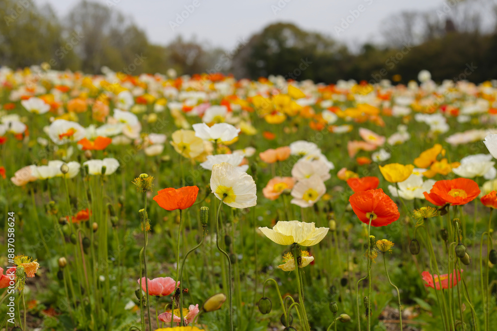 Beautiful poppy flower garden. The Expo 70 Commemorative Park, Osaka, Japan Beautiful poppy flower garden. The Expo 70 Commemorative Park, Osaka, Japan