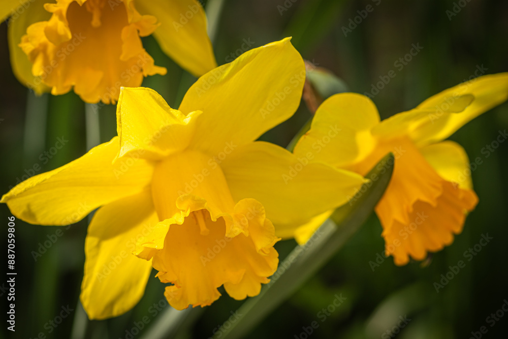 Bright yellow daffodils with rich orange trumpets bloom against a blurred green background, symbolizing the vibrant rebirth and joyful colors of the spring season Bright yellow daffodils with rich orange trumpets bloom against a blurred green background, symbolizing the vibrant rebirth and joyful colors of the spring season