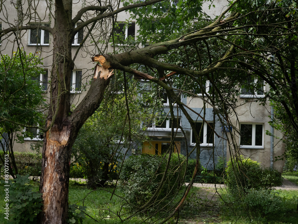 Fototapeta premium Branche cassée dans le parc, dégâts causés par la tempête 