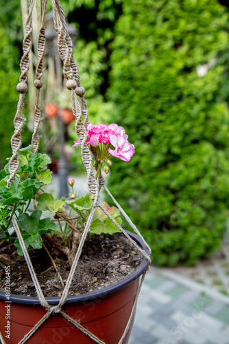 beautiful pink live flower in a brown pot close-up against a background of green trees.