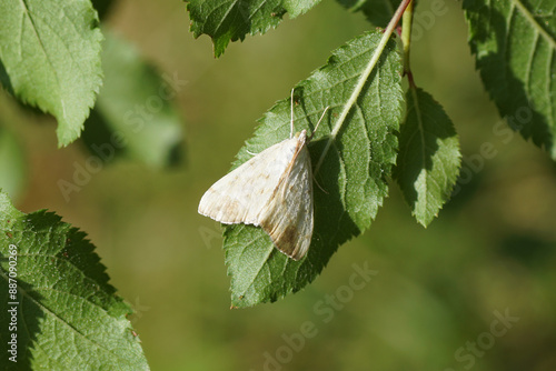 Marbled Yellow Pearl, Evergestis extimalis on the underside of a leaf. Moth of the family Crambidae. July, summer, Dutch garden. photo