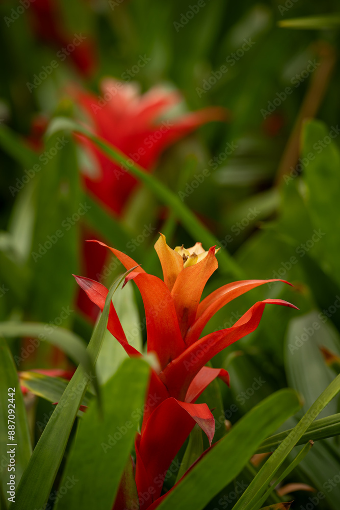 Beautiful red-orange bromeliad flower and green leaves.