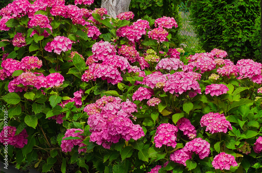 large bush of blooming hydrangea flowers in the garden large bush of blooming hydrangea flowers in the garden