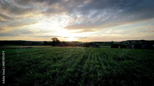 Travelling above a corn field in southwest Germany during a wonderful sunset, drone video 4K summer atmosphere