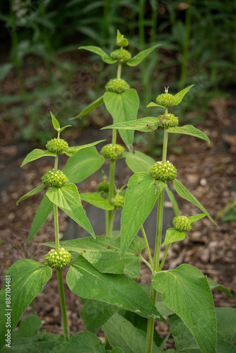 Flowers of the Sapa russelion plant. photo