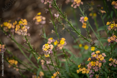 Flowers of the Trizel plant on a stem.