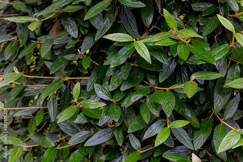 Selective focus green leaves of Leatherleaf viburnum in the garden, Viburnum rhytidophyllum is a species of Viburnum, Family of Adoxaceae, Nature leaf pattern texture, Greenery background. photo