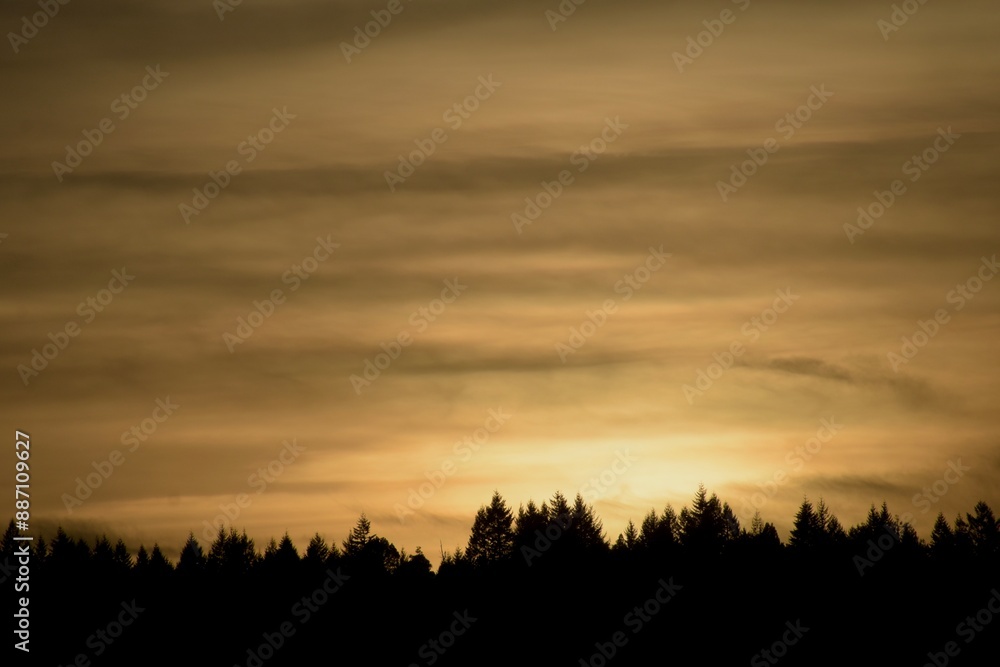 Fototapeta premium sunset over the field