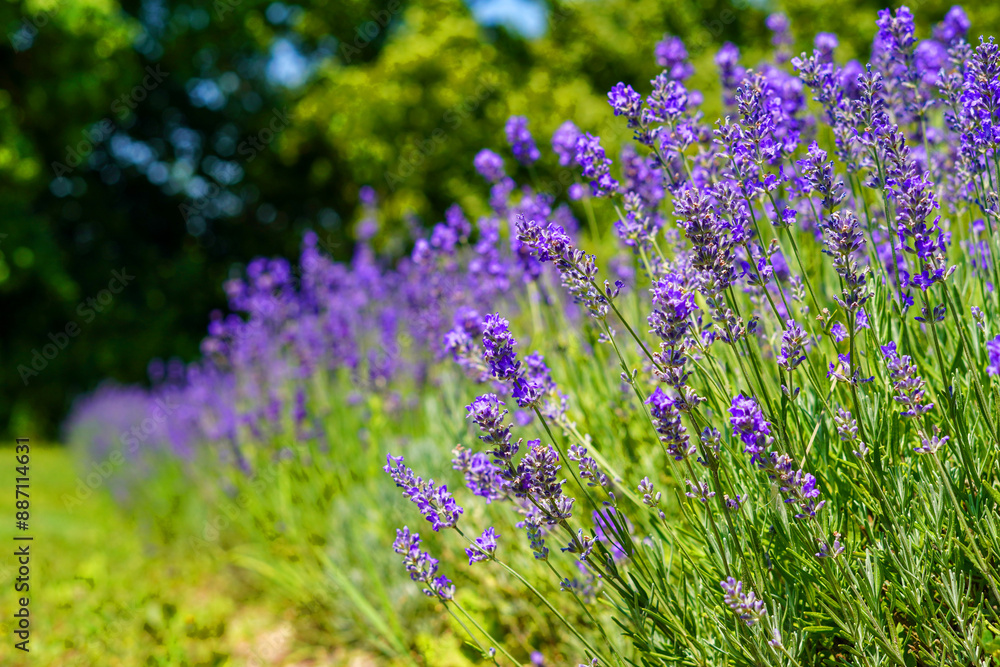 Fototapeta premium beautiful lavender field in full bloom during summer