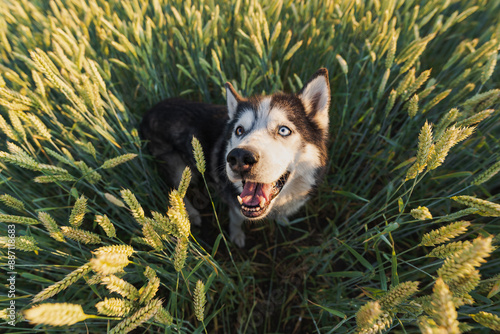 Photography Happy husky dog ​​on nature in a field with growing wheat.
