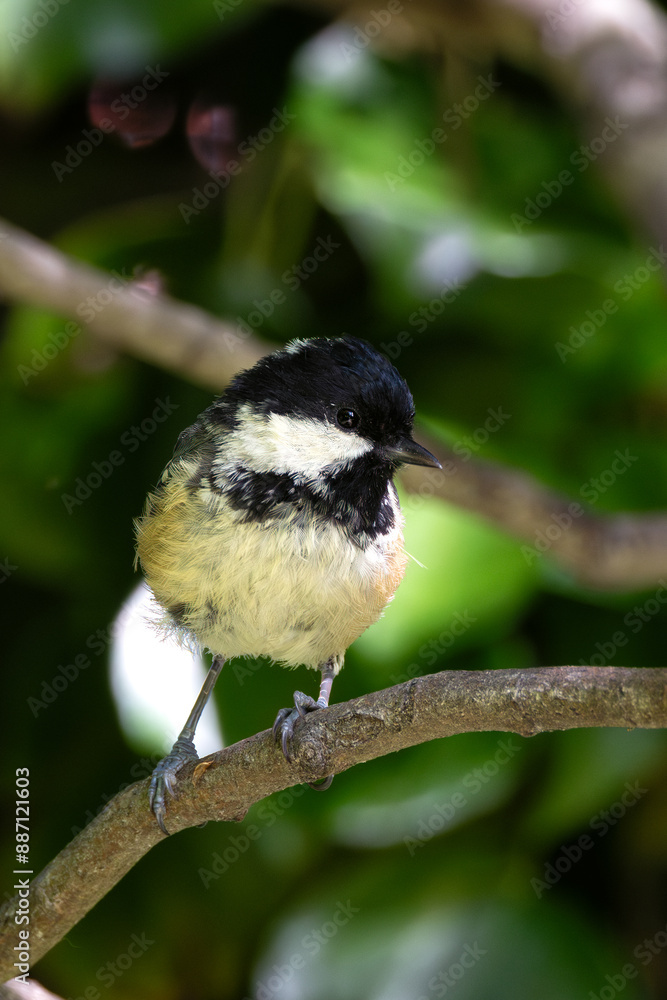 Coal Tit (Periparus ater) Spotted in Father Collins Park, Dublin, Ireland Coal Tit (Periparus ater) Spotted in Father Collins Park, Dublin, Ireland