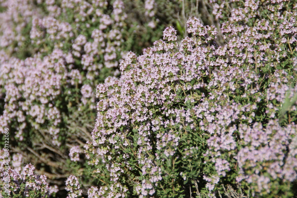 Wild thyme in bloom, Thymus vulgaris, white thymes flowers - aromatic and medicinal plant Wild thyme in bloom, Thymus vulgaris, white thymes flowers - aromatic and medicinal plant