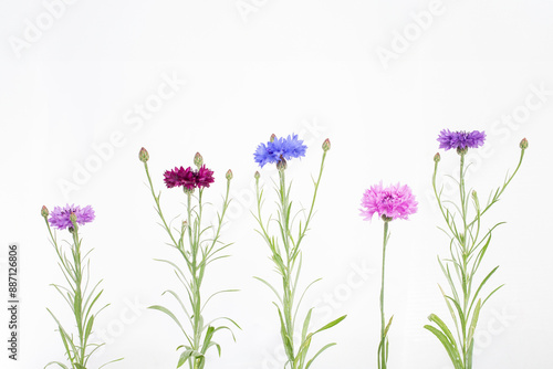 flowers arranged in row against white background, purple, blue, pink, and budding buds. Captures diversity of flower types and stages, suitable for botanical research or artistic expression.