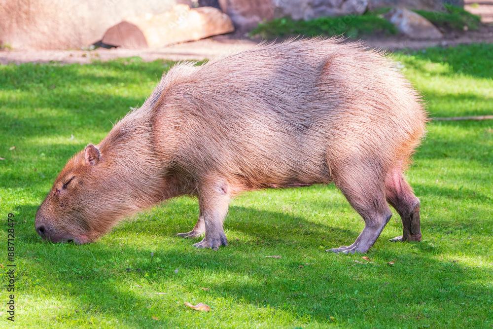 A large capybara walks on the green grass in the park A large capybara walks on the green grass in the park