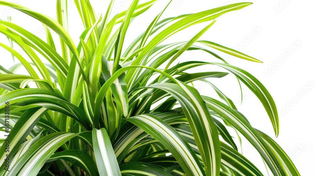 The spider plant is believed to bring good luck with its naturally strong and long leaves The spider plant is believed to bring good luck with its naturally strong and long leaves