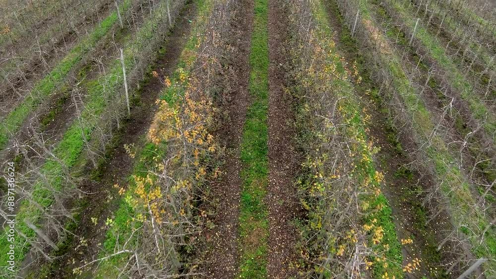 Dry apple plantation. Aerial view of apple tree. Agribusiness. Dry apple plantation. Aerial view of apple tree. Agribusiness.
