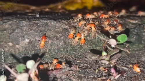 Wallpaper Mural the termites walking in the yard Torontodigital.ca